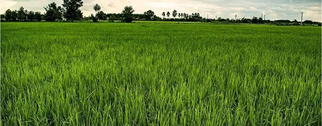 فروش مزرعه گلرودبار