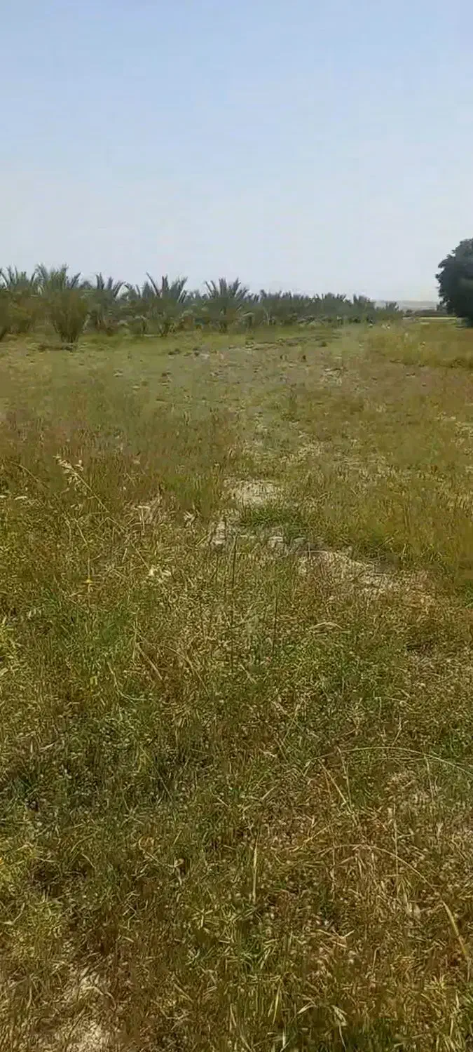 زمین رامهرمز مناسب خونه باغ