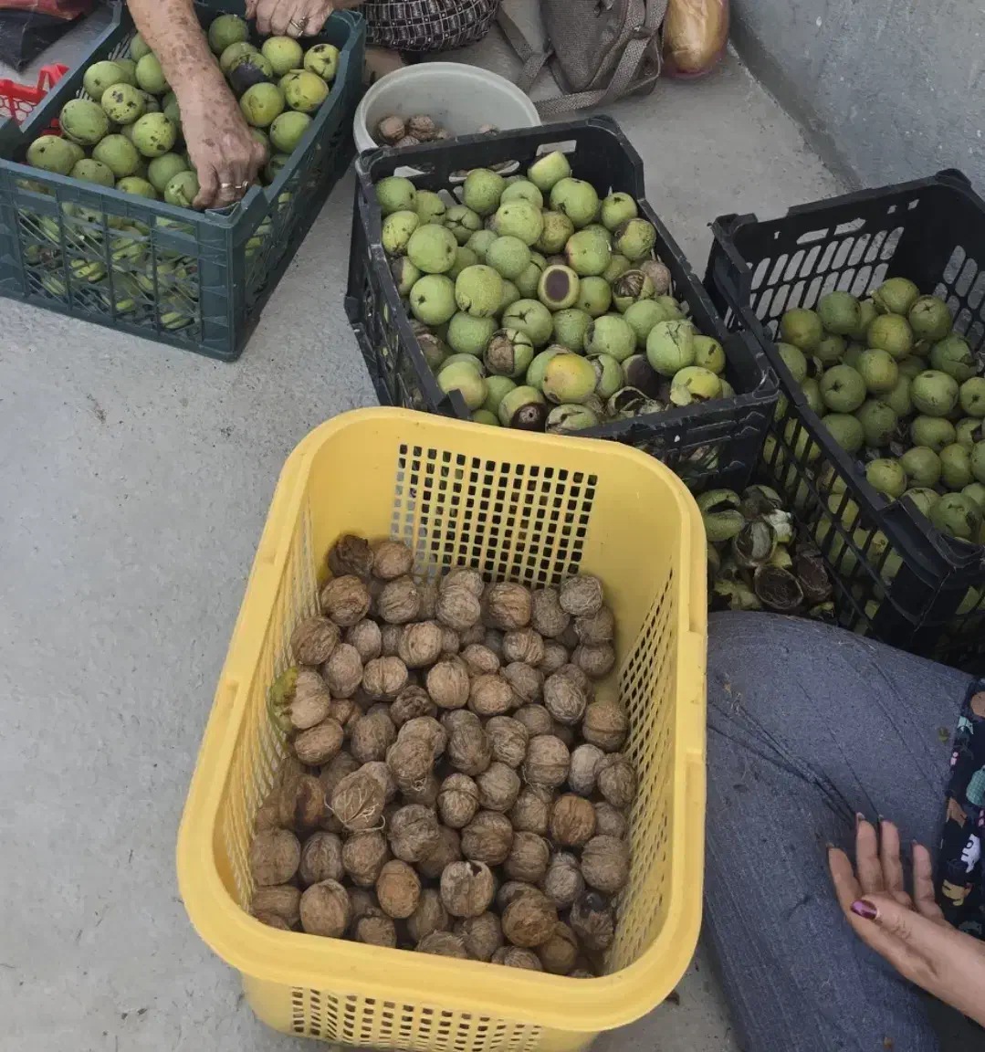 باغچه باغشهری باغ ثمری