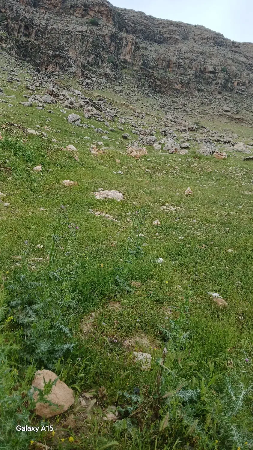 زمین کلنگی