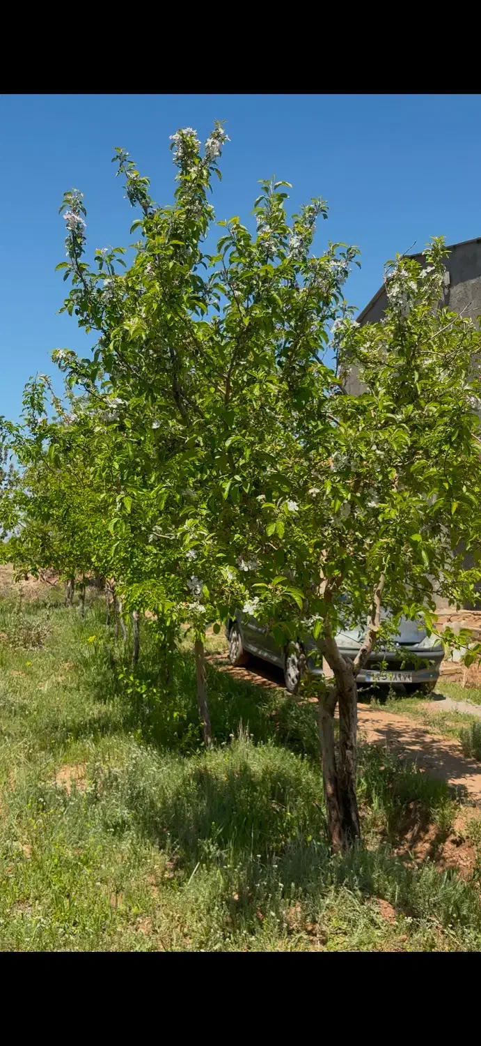 باغ میوه مثمر