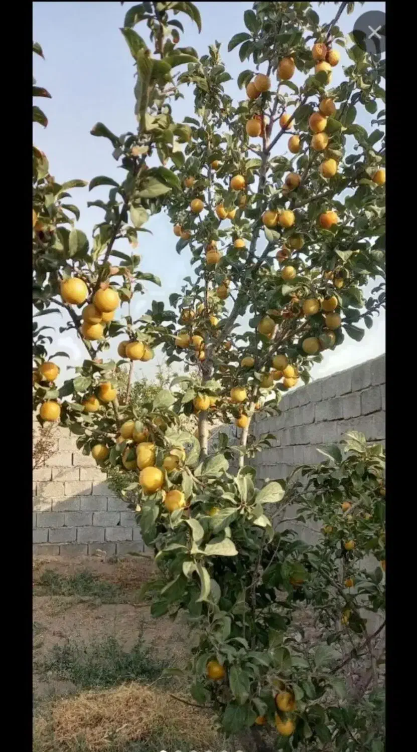 خانه وقطعه مسکونی وباغ میوه