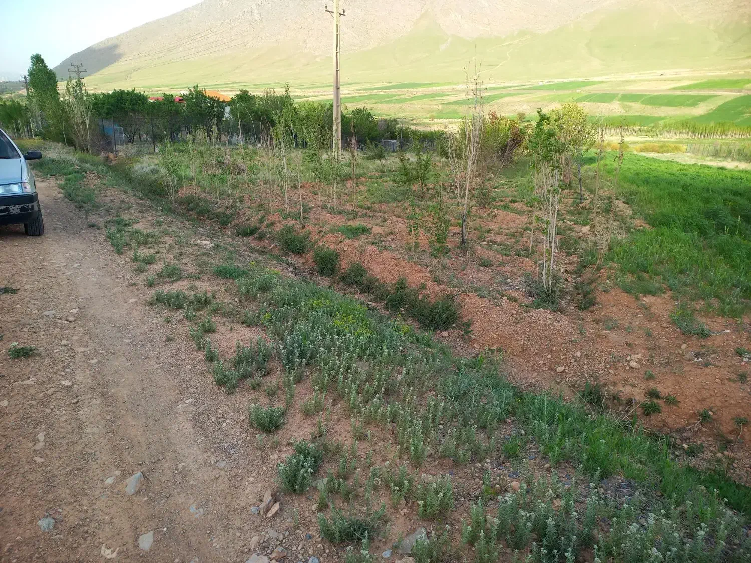 فروش باغ با درختان میوه