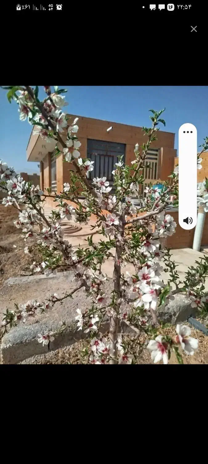 همخونه