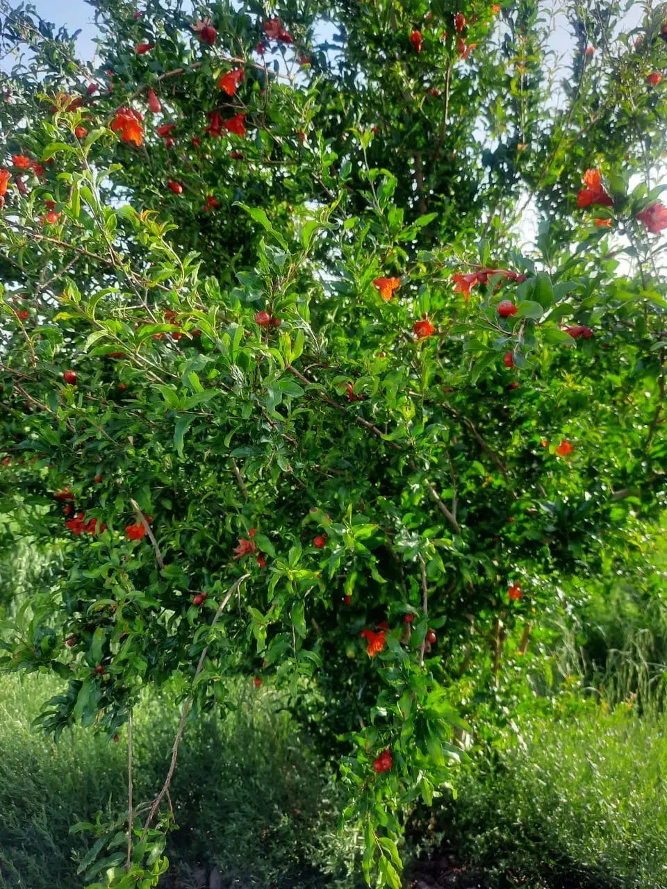 زمین کشاورزی