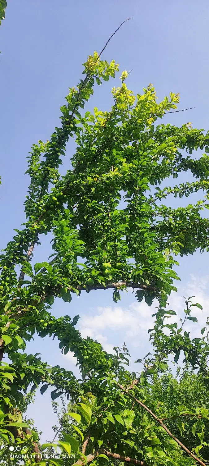 باغ میوه