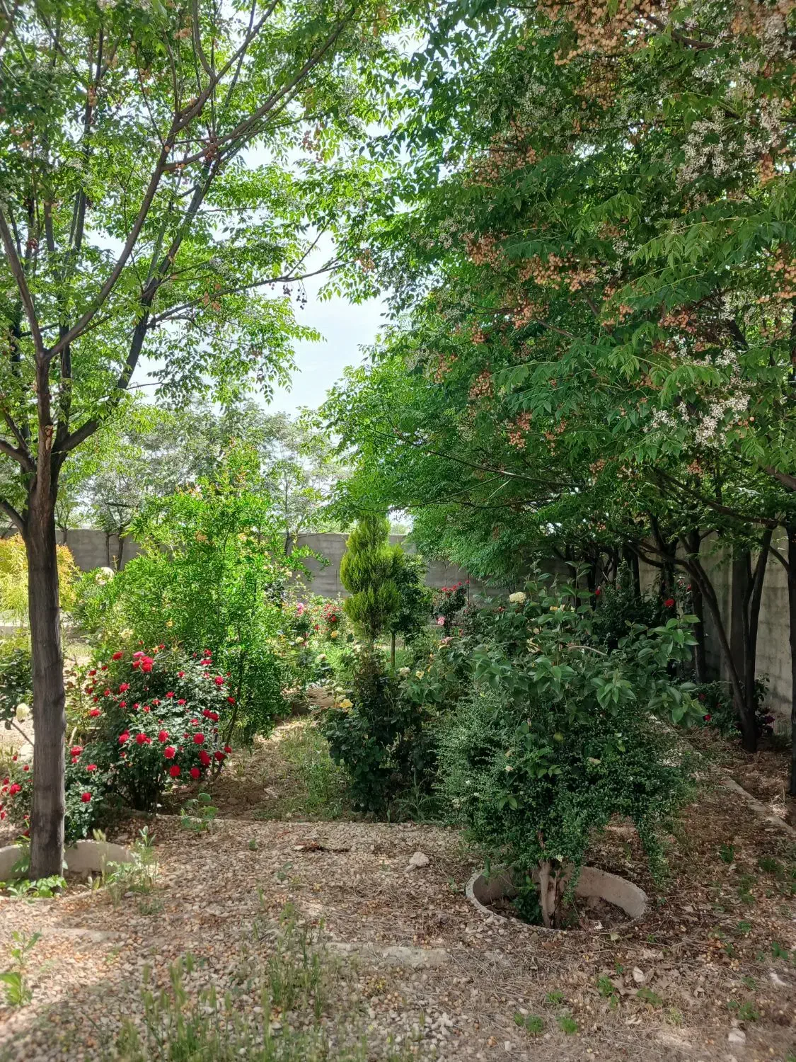 زمین تجاری ۲۰۰ متری پشت بنکداران