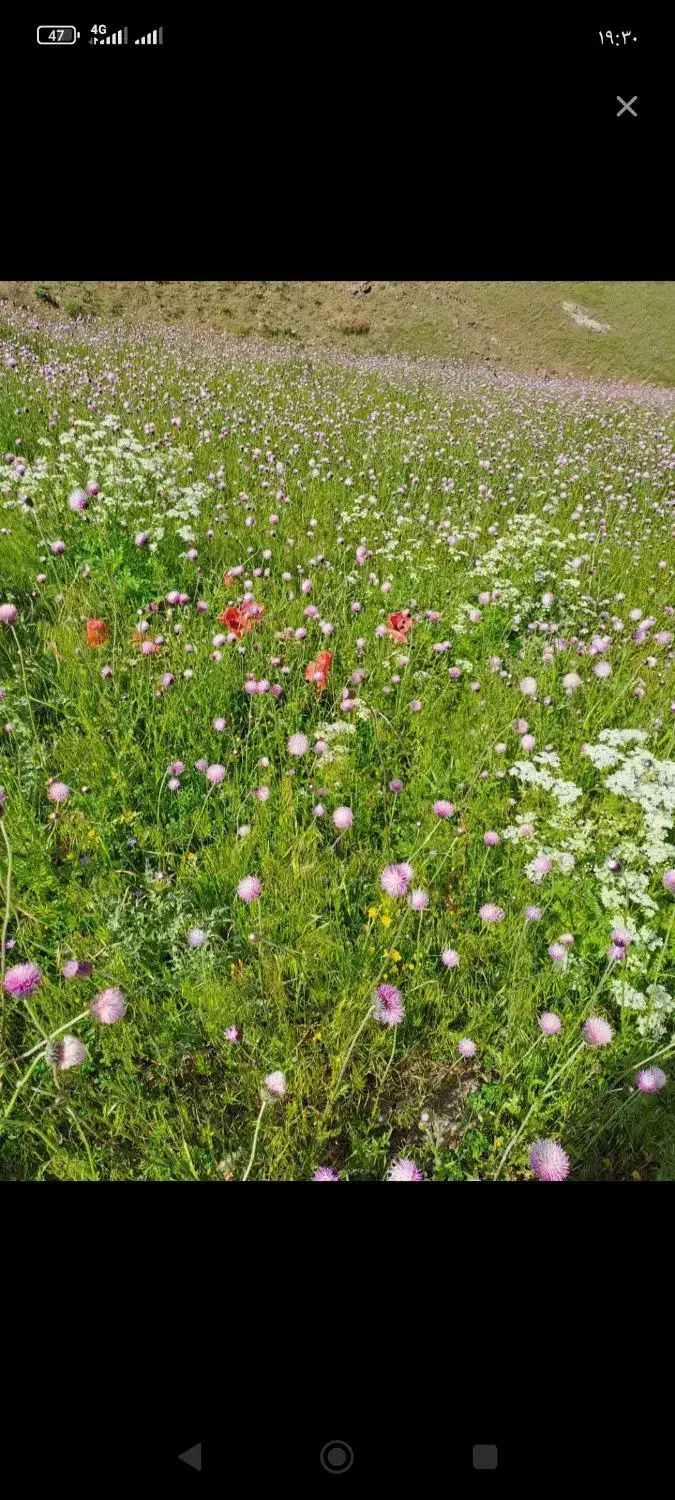 زمین ییلاق شکردشت