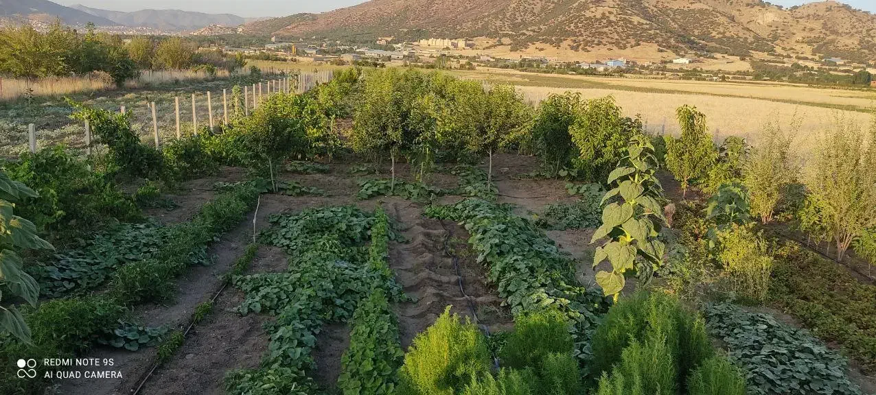 باغ آماده و بارده در دشت نی