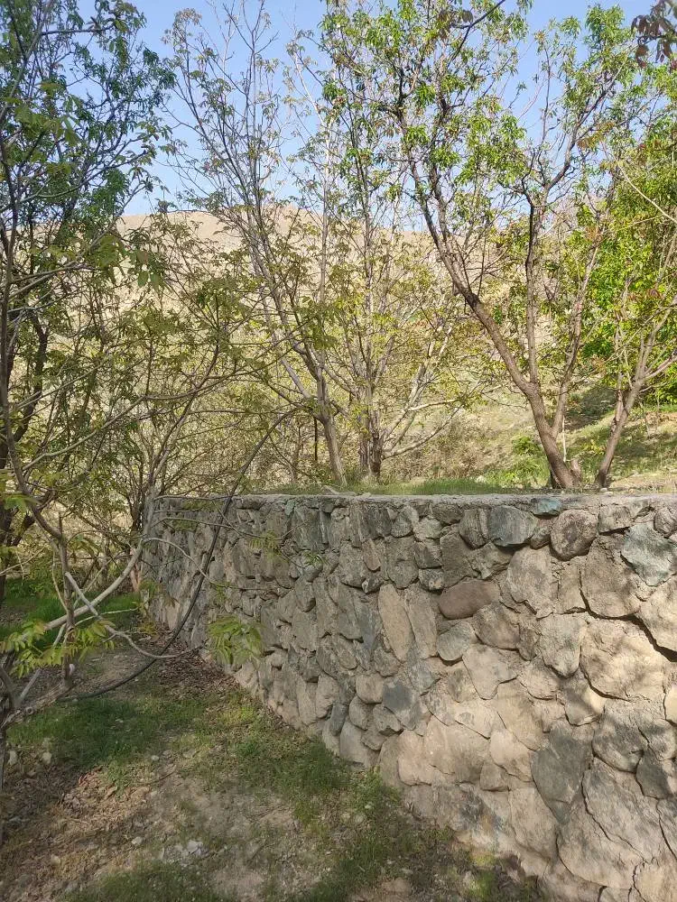 فرصت طلایی