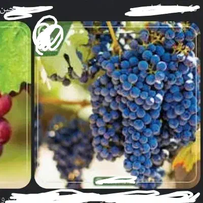 فروش باغ انگور