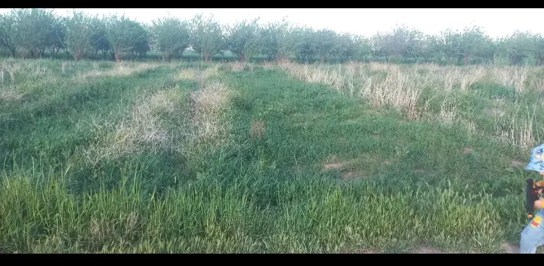 زمین باغ عمران