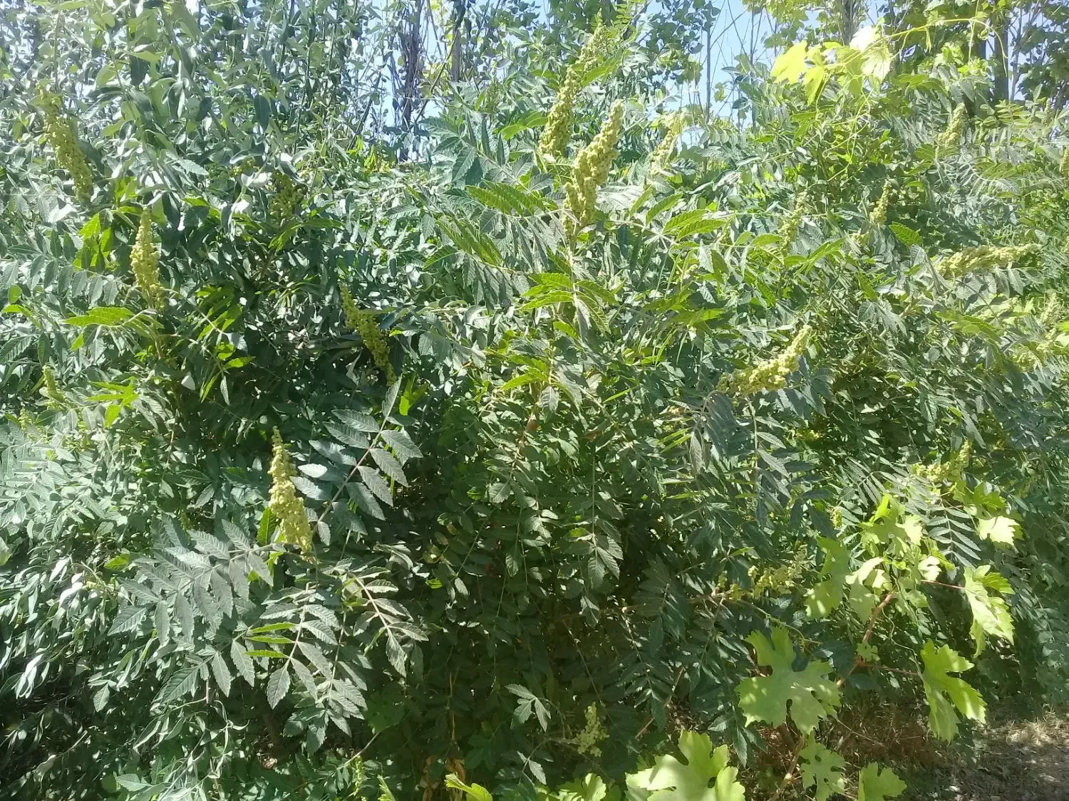 زمین کشاورزی 800 متری