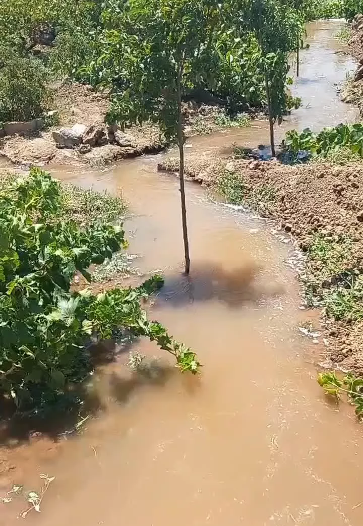 باغ انگور