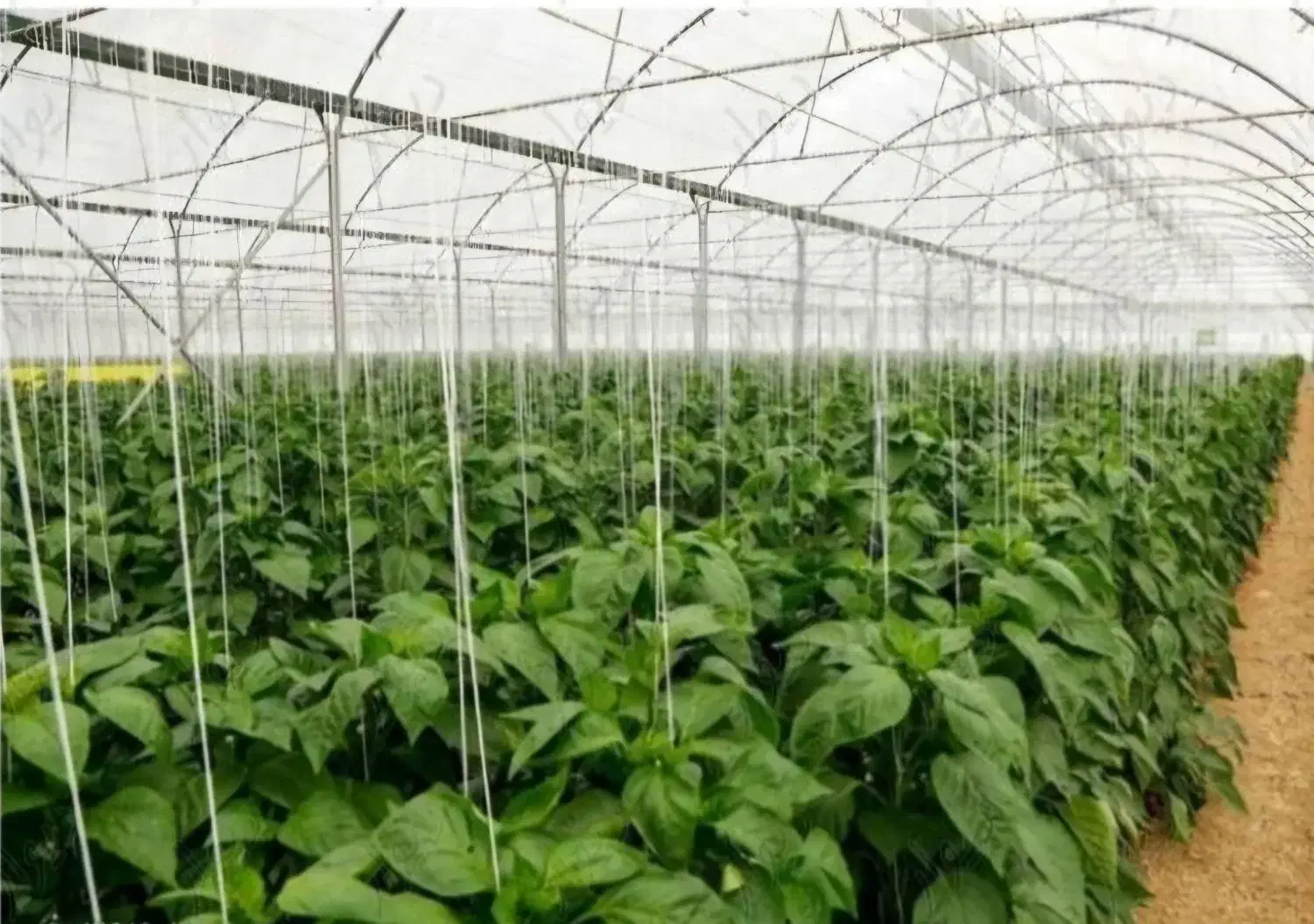 گلخانه اجاره ای