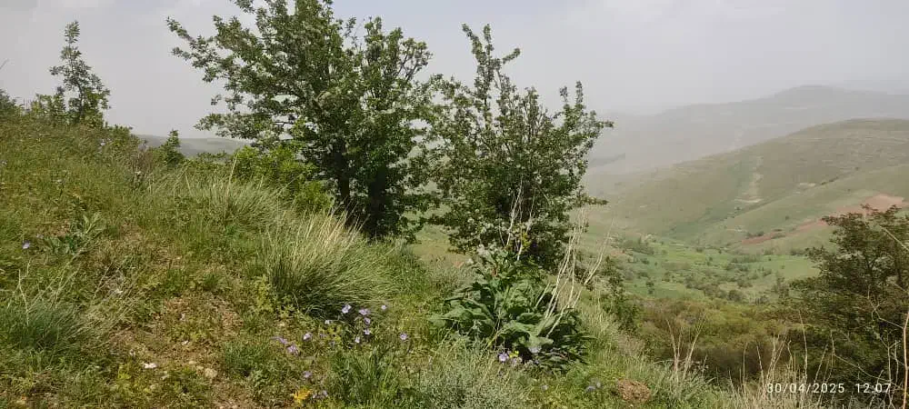 زمین کشاورزی و  باغ در صاحب