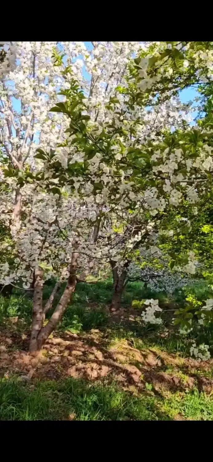 باغ ۴ ساله