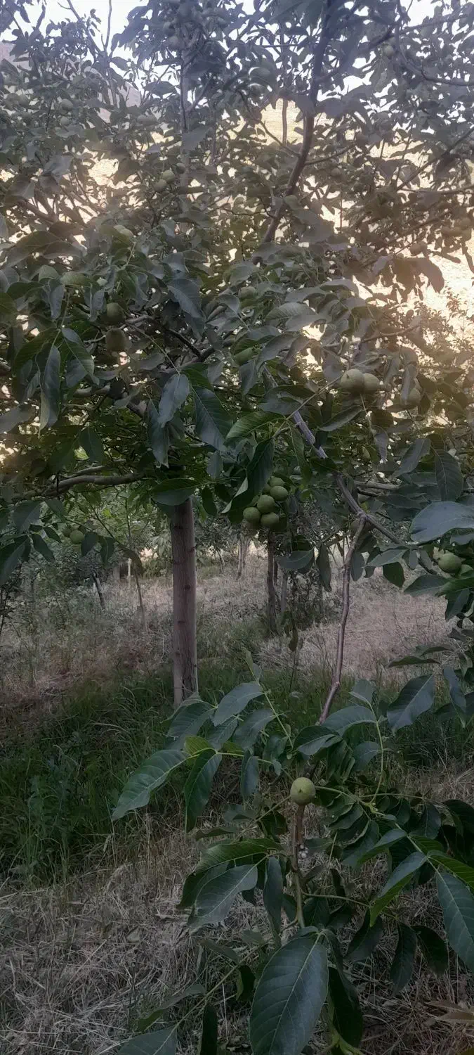فروش باغ با انواع درختان میوه در دل کوهستان
