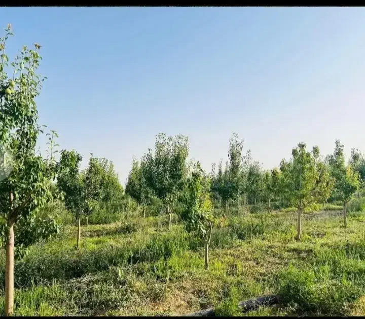 قطعات هزار متری باغ.  (فروش فوری)