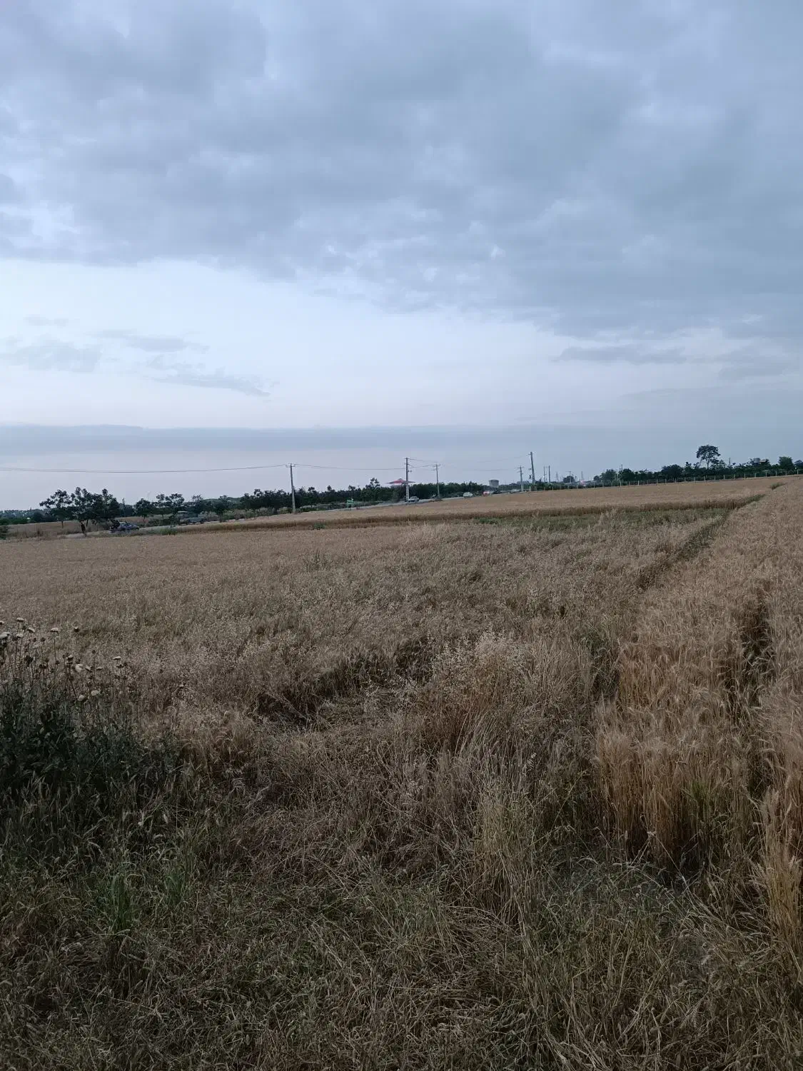 زمین باغی بر آسفالت