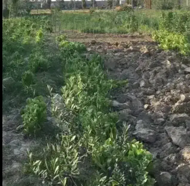 زمین کشاورزی ماشپل عباس اباد