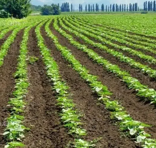 زمین اجاره‌ای یا شریکی