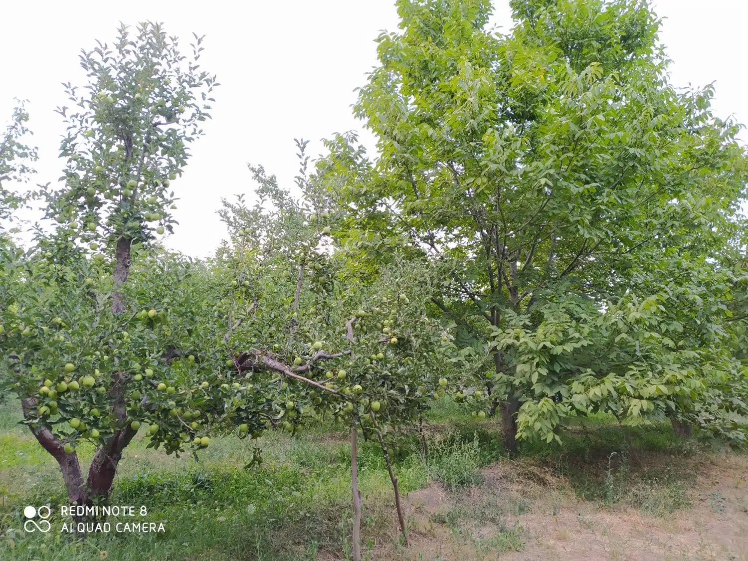 باغ ویلای ۸۰۰ متر مرند اردکلو