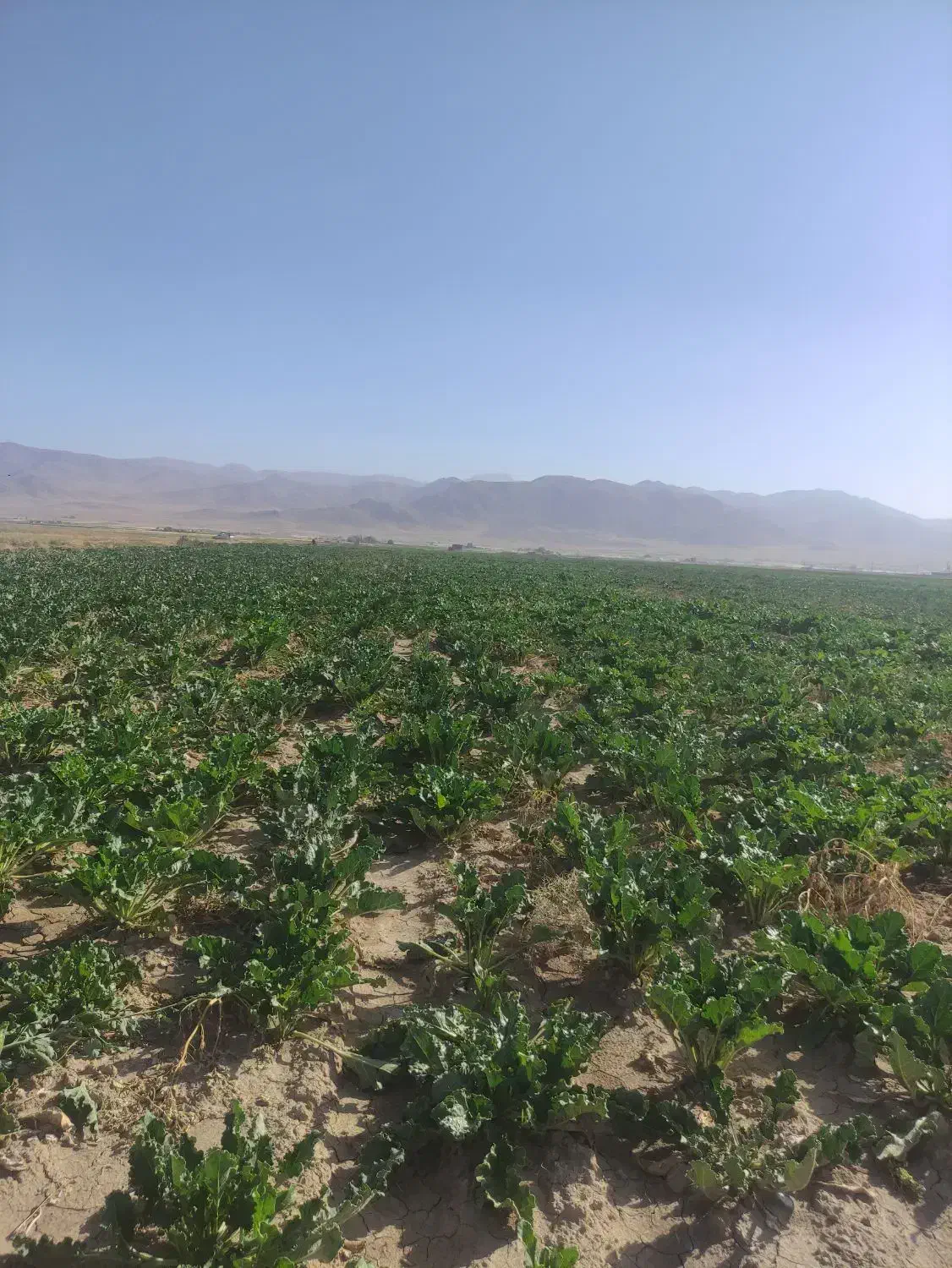 (اجاره ۶ هکتار زمین کشاورزی)