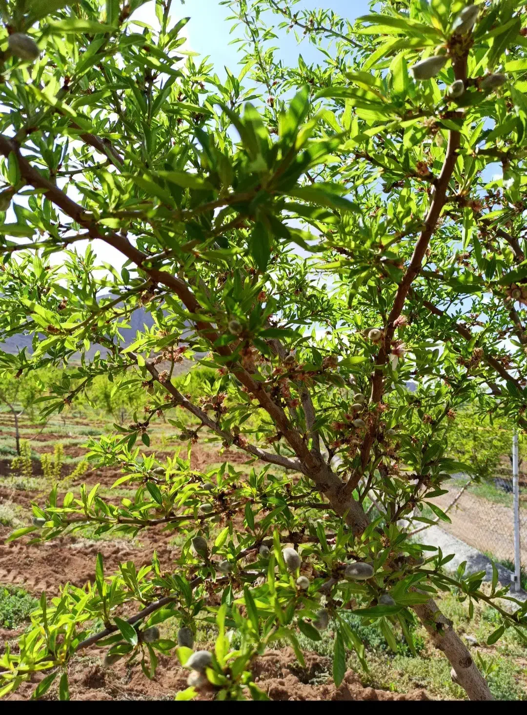 باغ ویلا طرح عمان ۵۵۰۰ متر