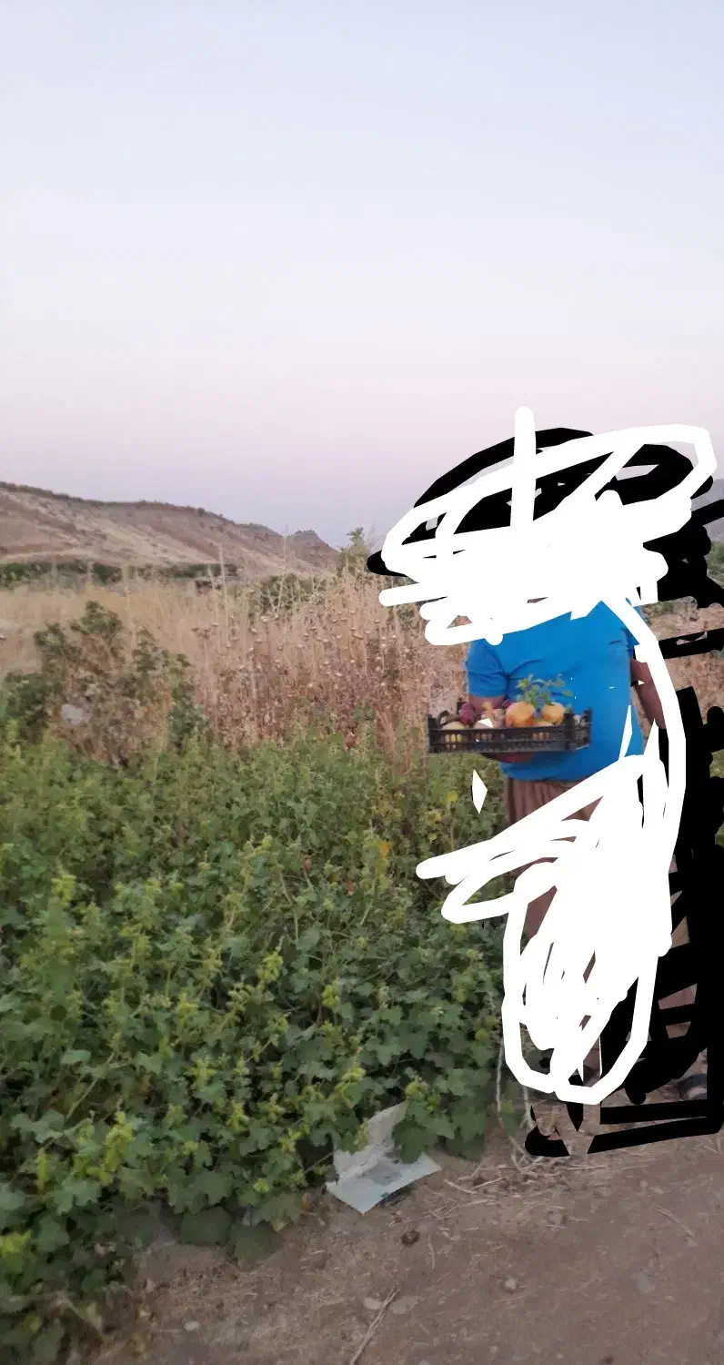 سه هزار متر زمین کشاورزی منطقه سد هاله مناسب باغ