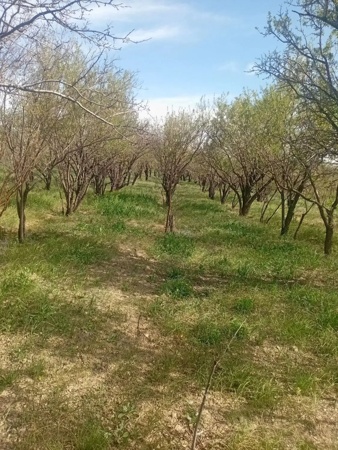 زمین بزرگ
