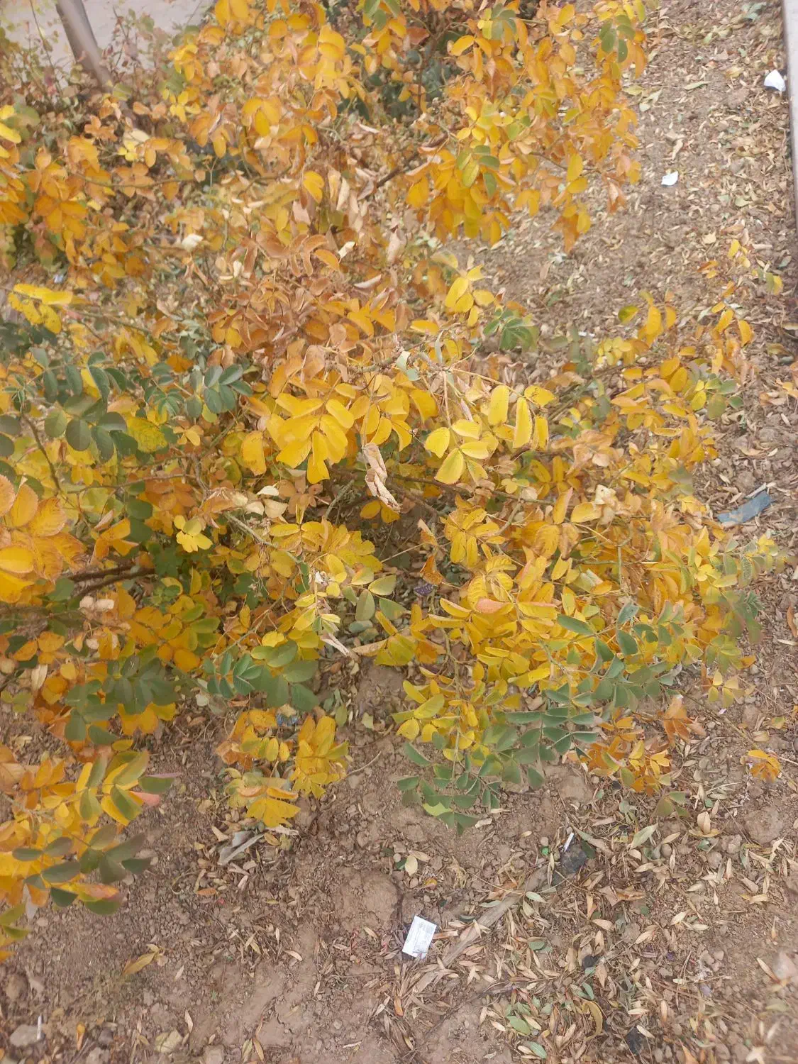 باغ دره ریز ۵۰۰ متری