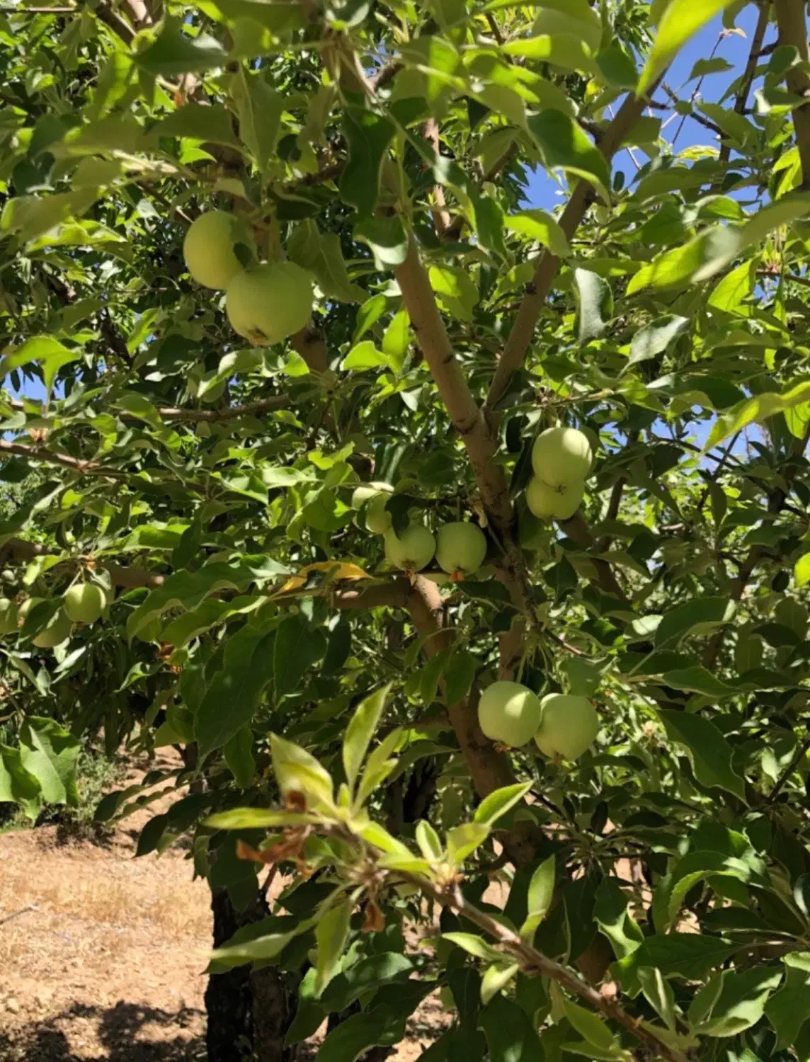 فروش باغ