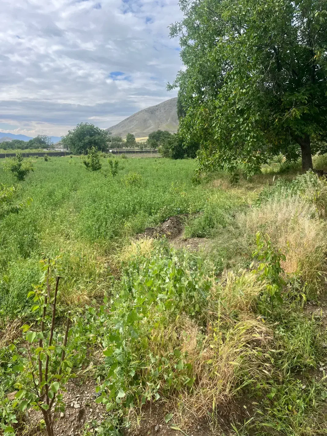روستای قرخ یاشار قطعات زمین ۱۰۰۰متری ۳۵۰تومن