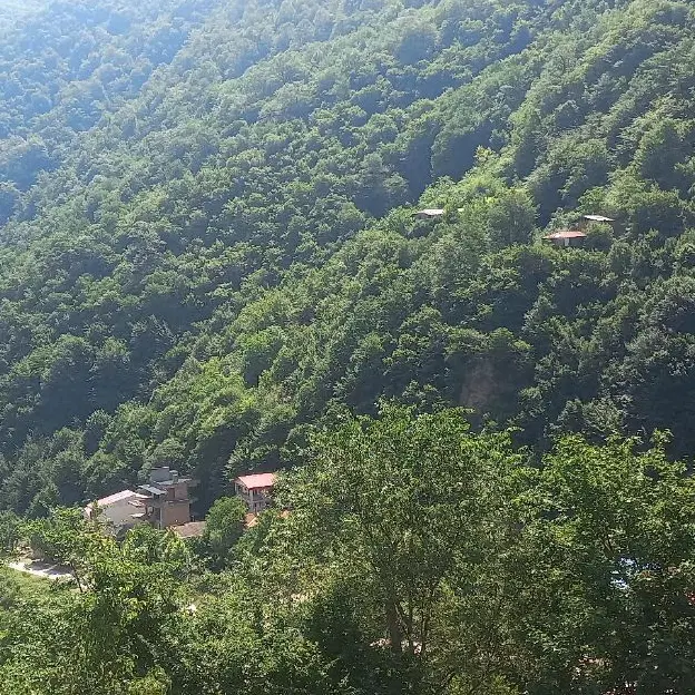 زمین امام رضا ۸
