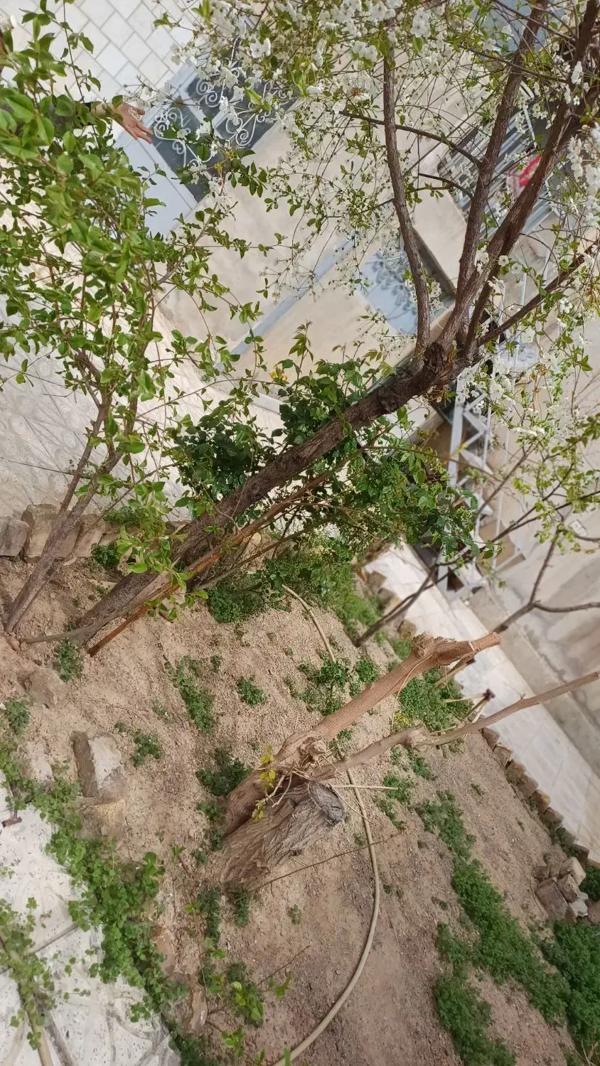 خانه اجاره‌ ای