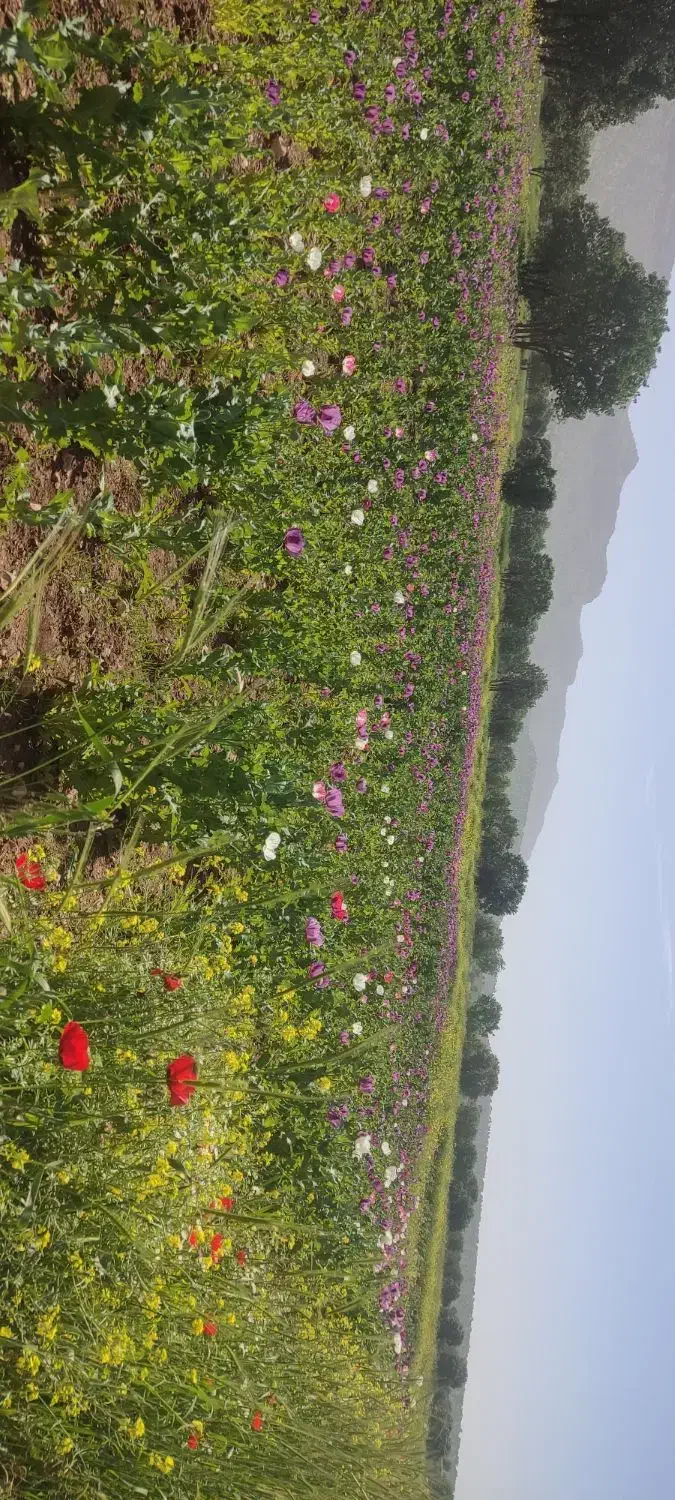 تعدادی نیروهستیم برا کشاورزی