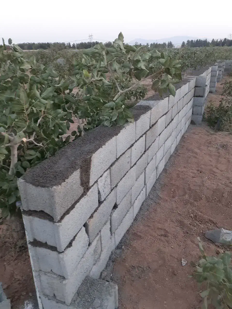 مجموعه پسته ۱۵ ساله در بافت شهری  اقساط بلند مدت
