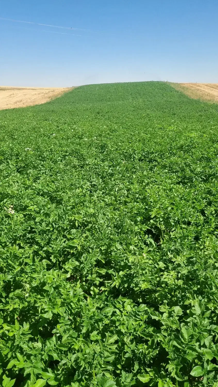 اجاره برای کشت سیب زمینی
