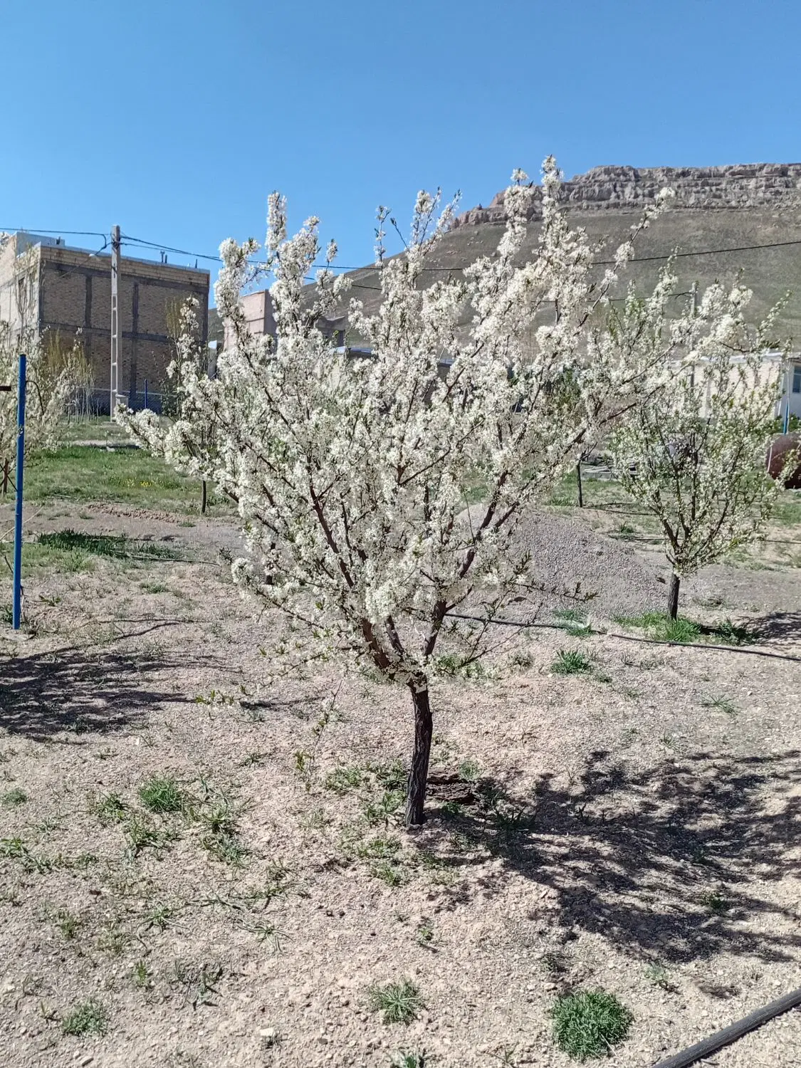 خانه باغ  در چنگیز قلعه