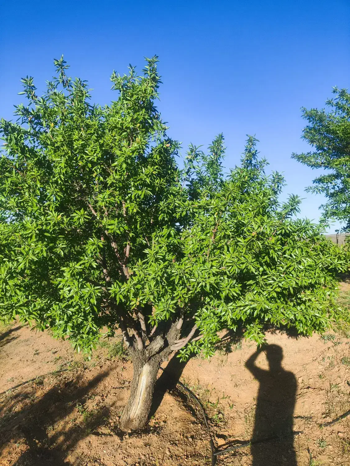باغچ زمین کشاورزی