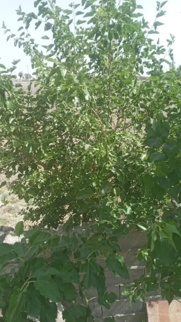 زمین دهبکری مسکونی ویو عالی