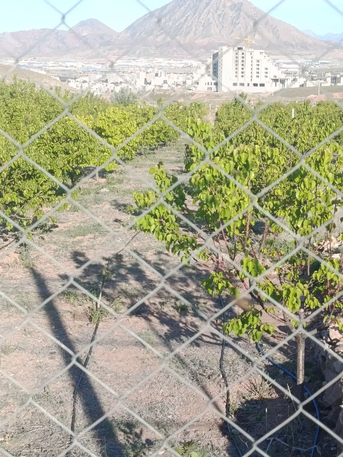 باغ در جلفا بهترین آب هوا