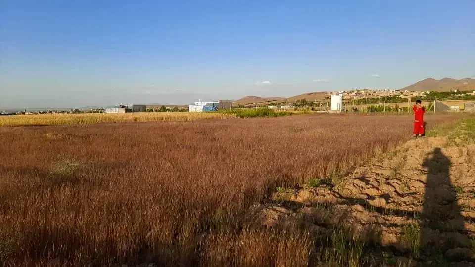 زمین باغ سیمین همدان