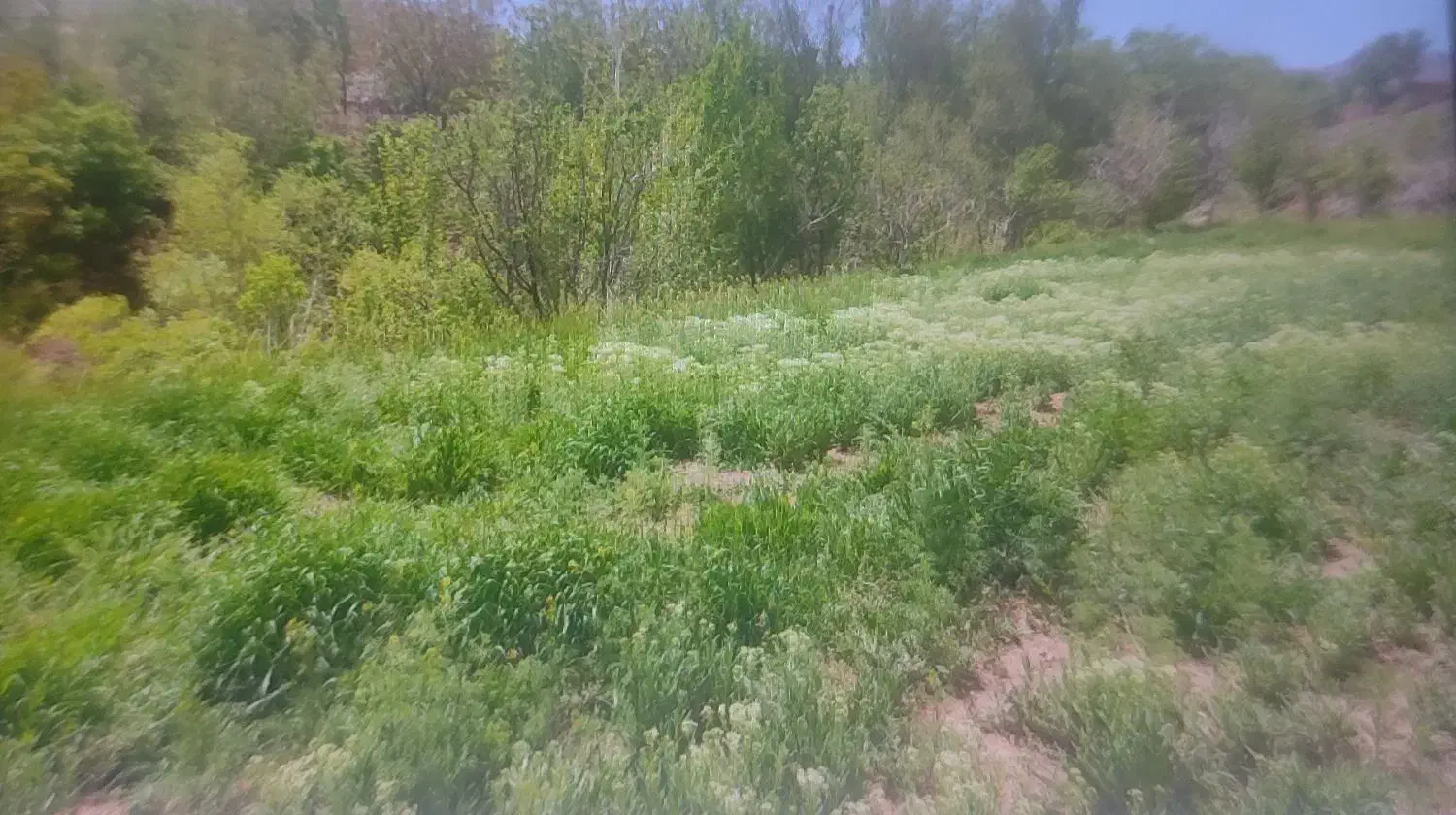 زمین کشاورزی