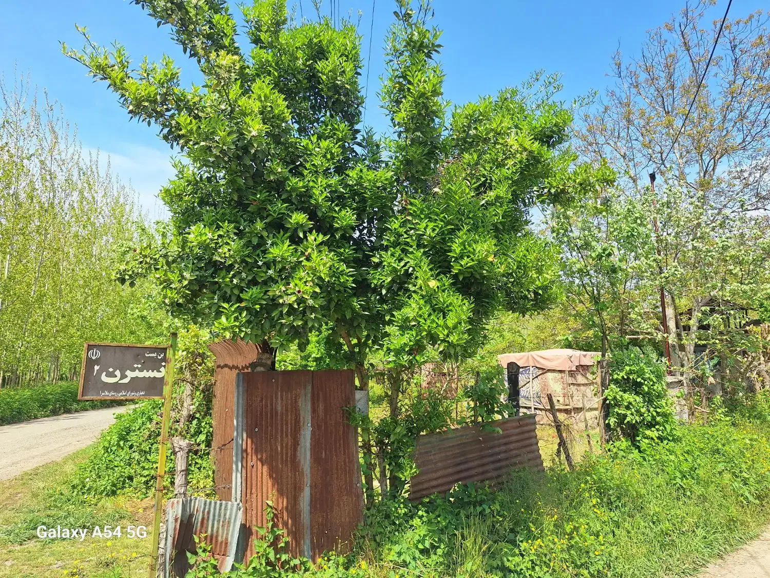 فروش ۳۰۰۰هزار متر زمین باغی همراه چوب ۶ساله