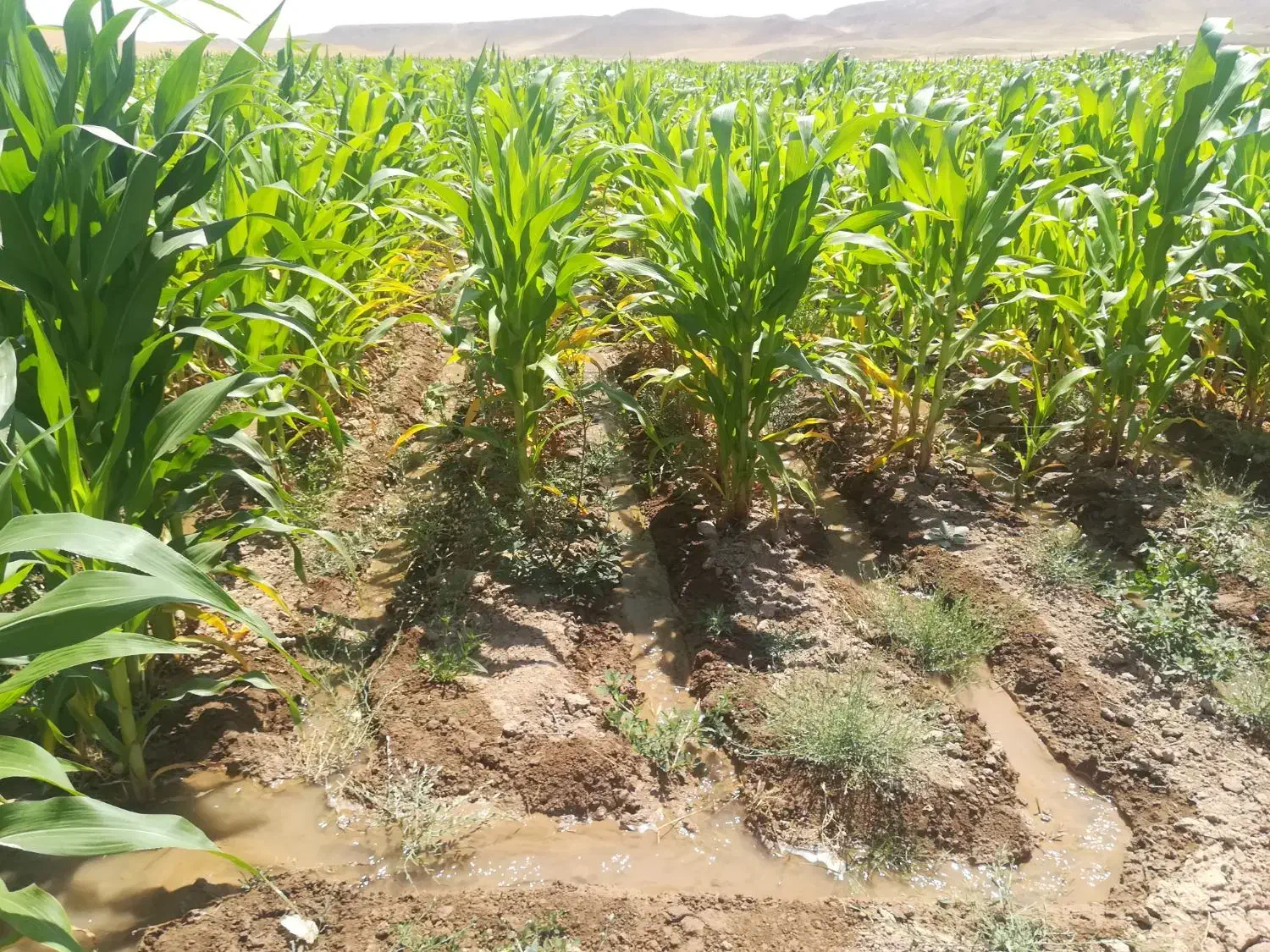 چناران_قوچان_اجاره زمین_مخصوص زعفران