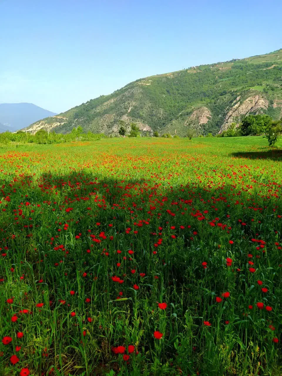 زمین باغی