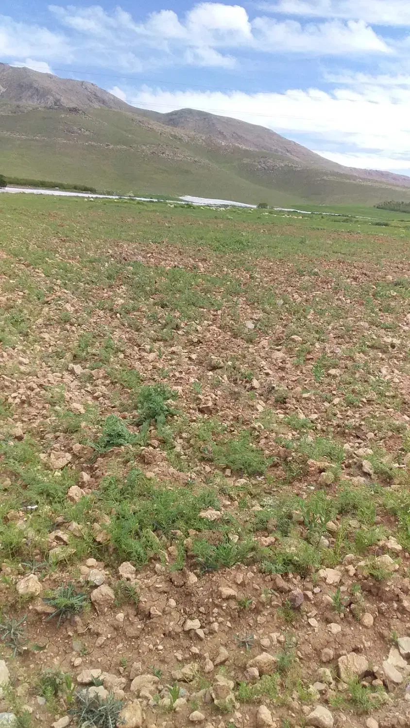 زمین  دیم ۶ جریب  نیک