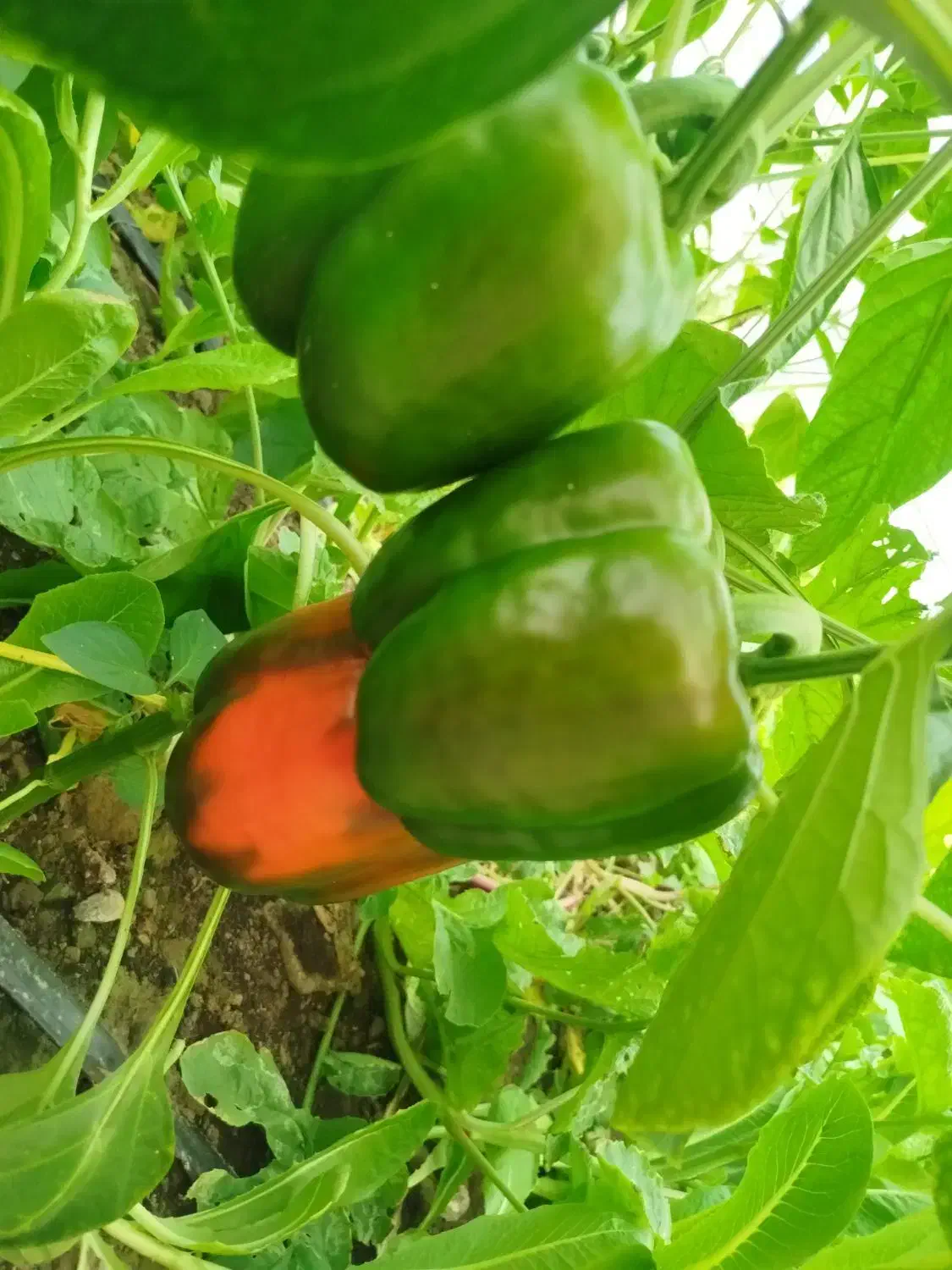 سازه گلخانه